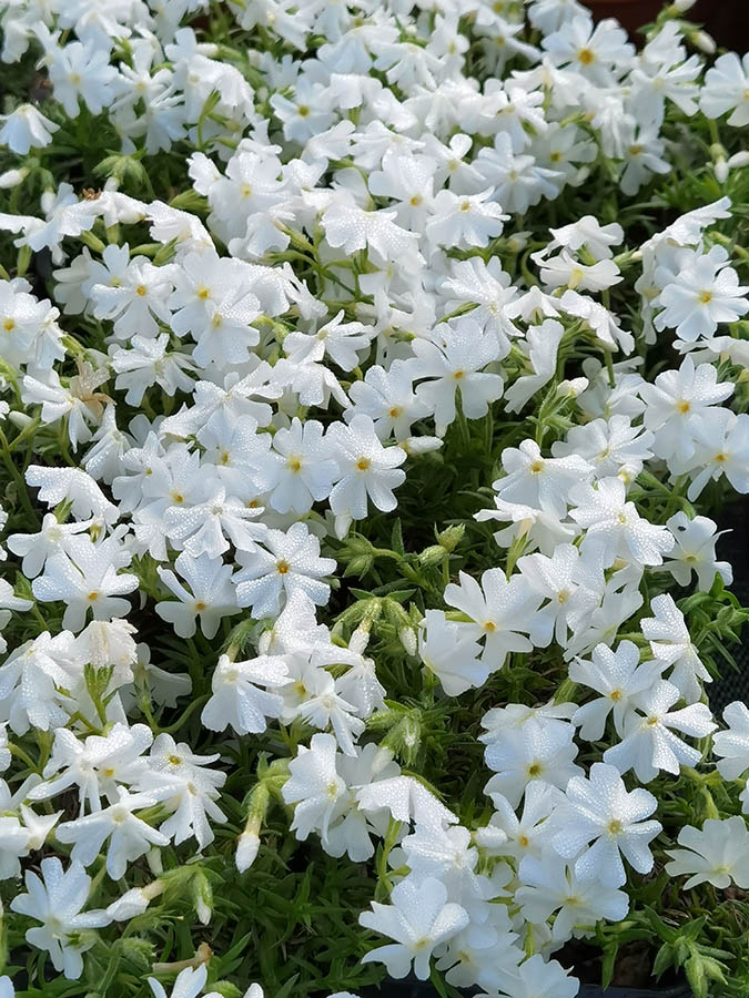 Phlox subulata 'Spring white' en fleurs sur des affleurements rocheux en milieu naturel